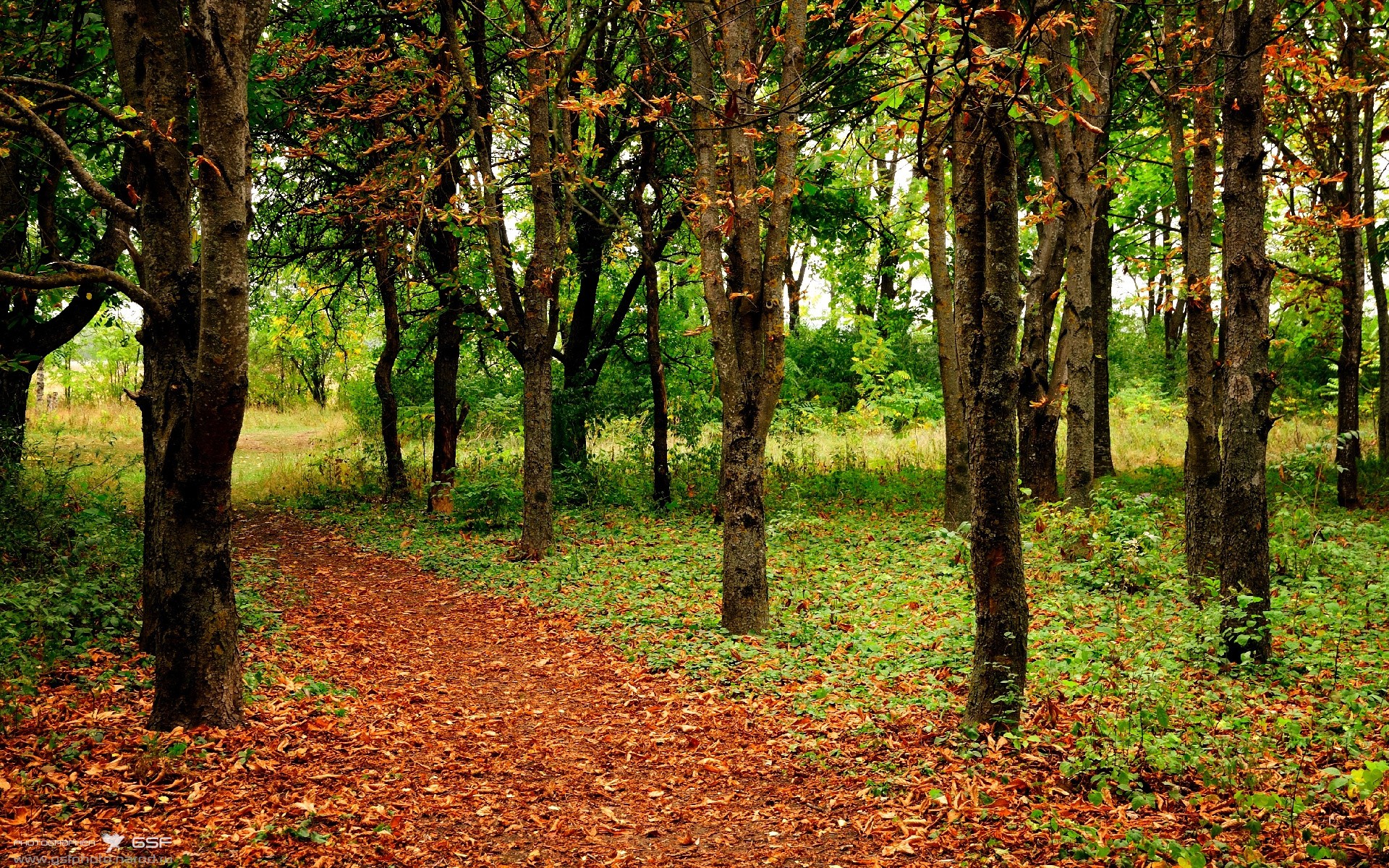 当金满贯遇见齿轮,辛杜高光背后的体系胜利