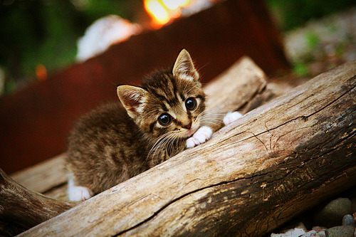 年度焦点之战,马德里竞技倚仗几内亚之星提前终结悬念