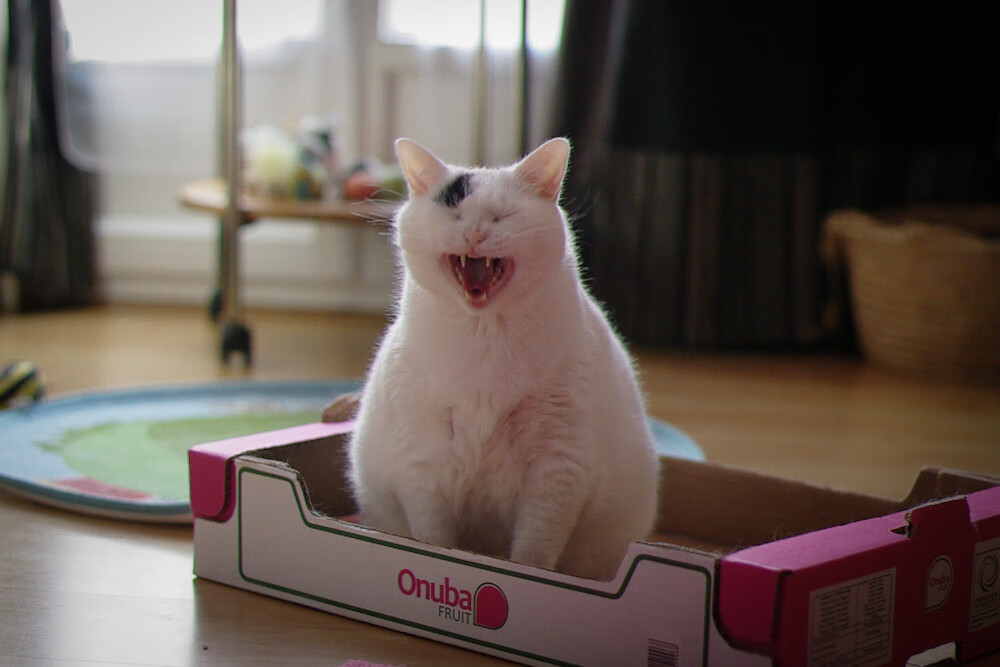 极速新王,姆巴佩12分钟完成三连斩,2026世界杯悬念终结在美洲星空下