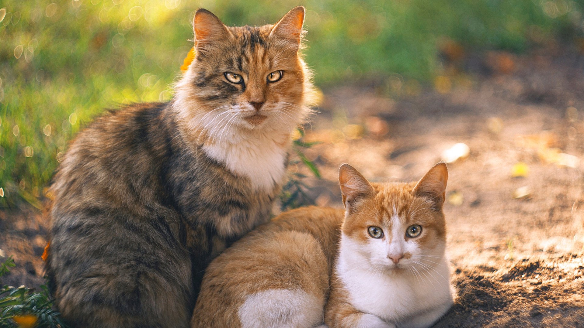 时间裂缝中的戈贝尔，当太阳照进吉林，他让每一秒都为胜利静止
