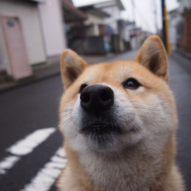 铁幕绿茵，当智利封锁乌克兰，苏亚雷斯化身关键先生破局