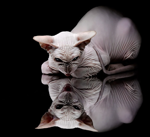 季后赛抢七之夜，卡塞米罗从梦剧场到沸腾之夜的跨界战神