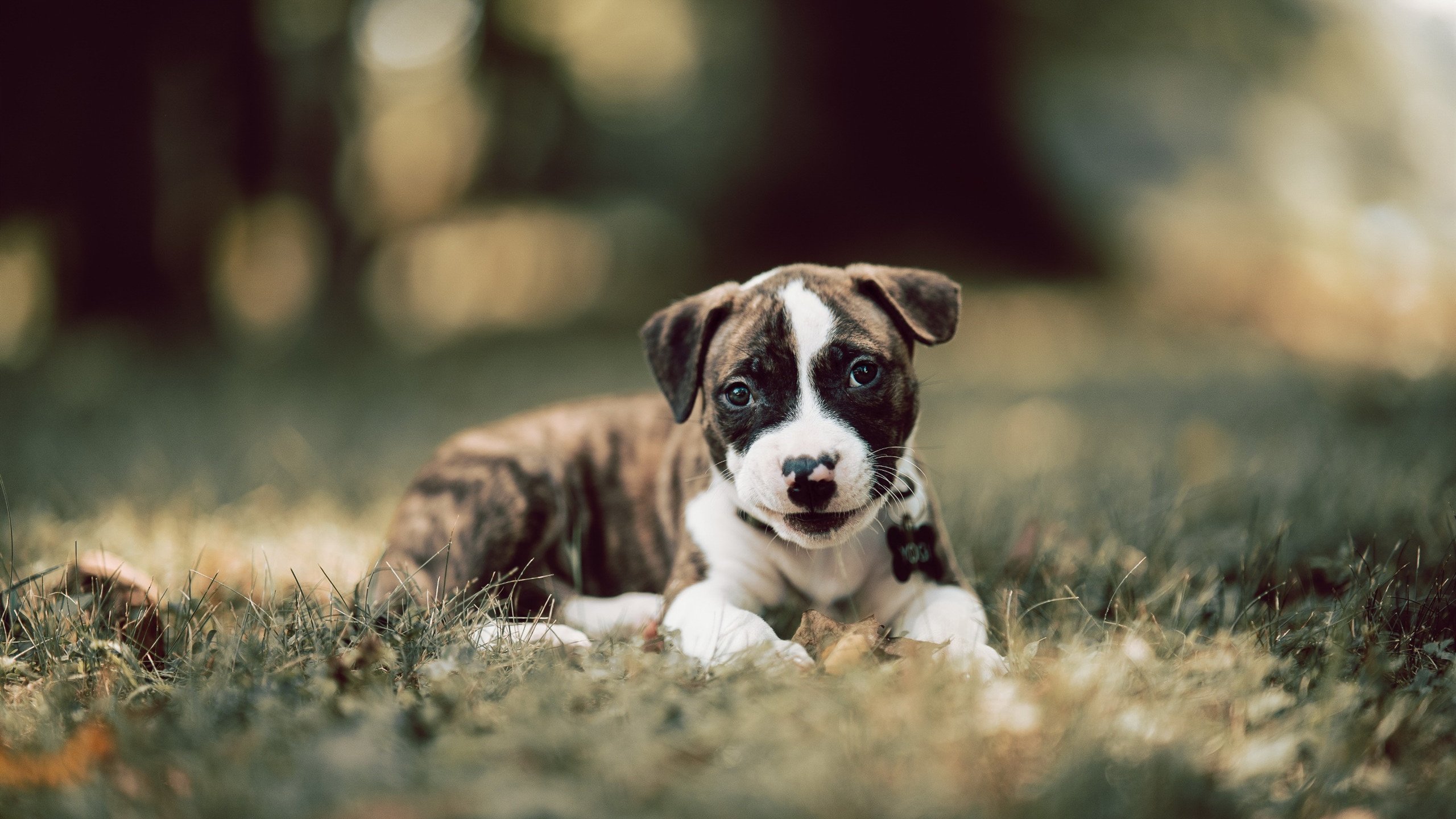 惊世骇俗的跨界表演,2026世界杯之夜,库里如何让足球在尖叫中失重