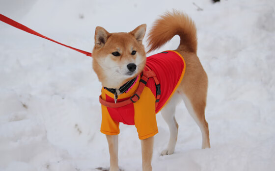 冰与火之歌,利拉德孤胆刷新纪录 火箭铁蹄全面压制公牛