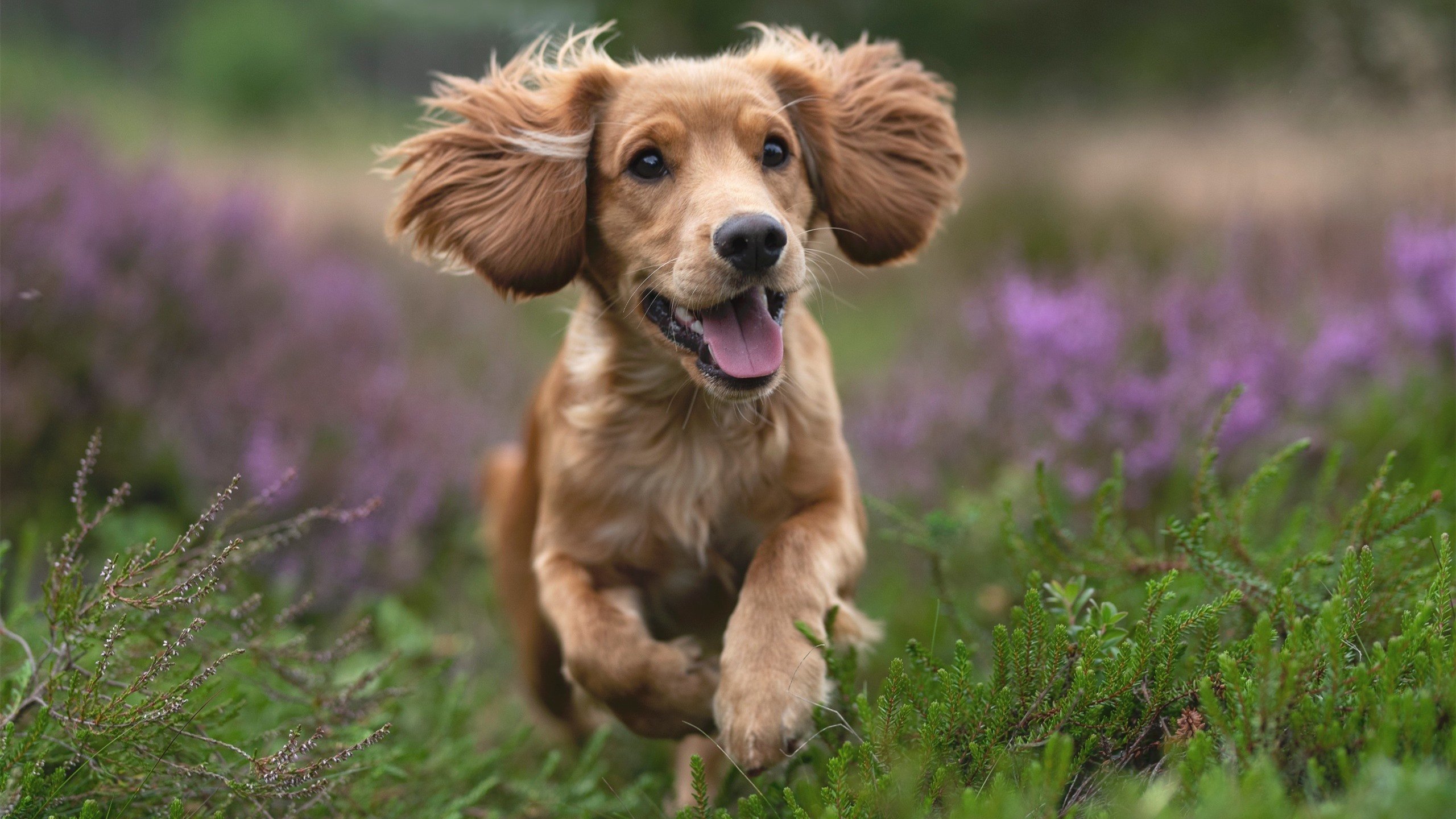 烈焰重铸王座，阿尔瓦雷斯以滚烫之姿点燃年度焦点之战