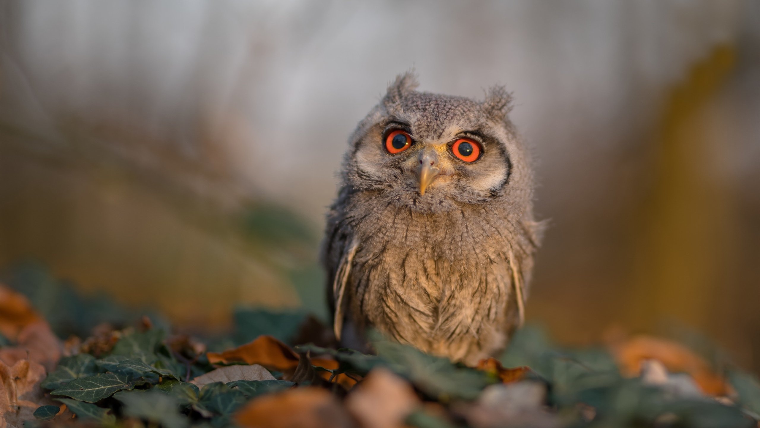 钢铁之魂与北欧寒风，布雷默炽热状态助法国加时险胜芬兰