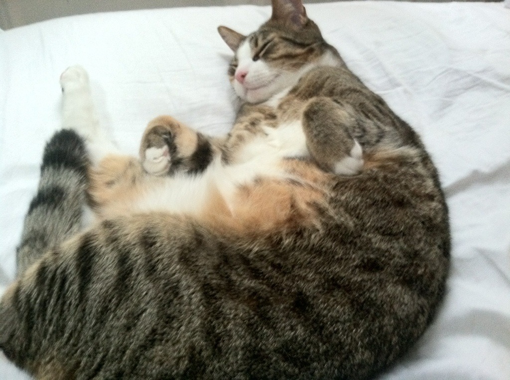 欧冠决赛焦点战，爱尔兰的节奏蓝调与雷恩的音乐之城交响曲