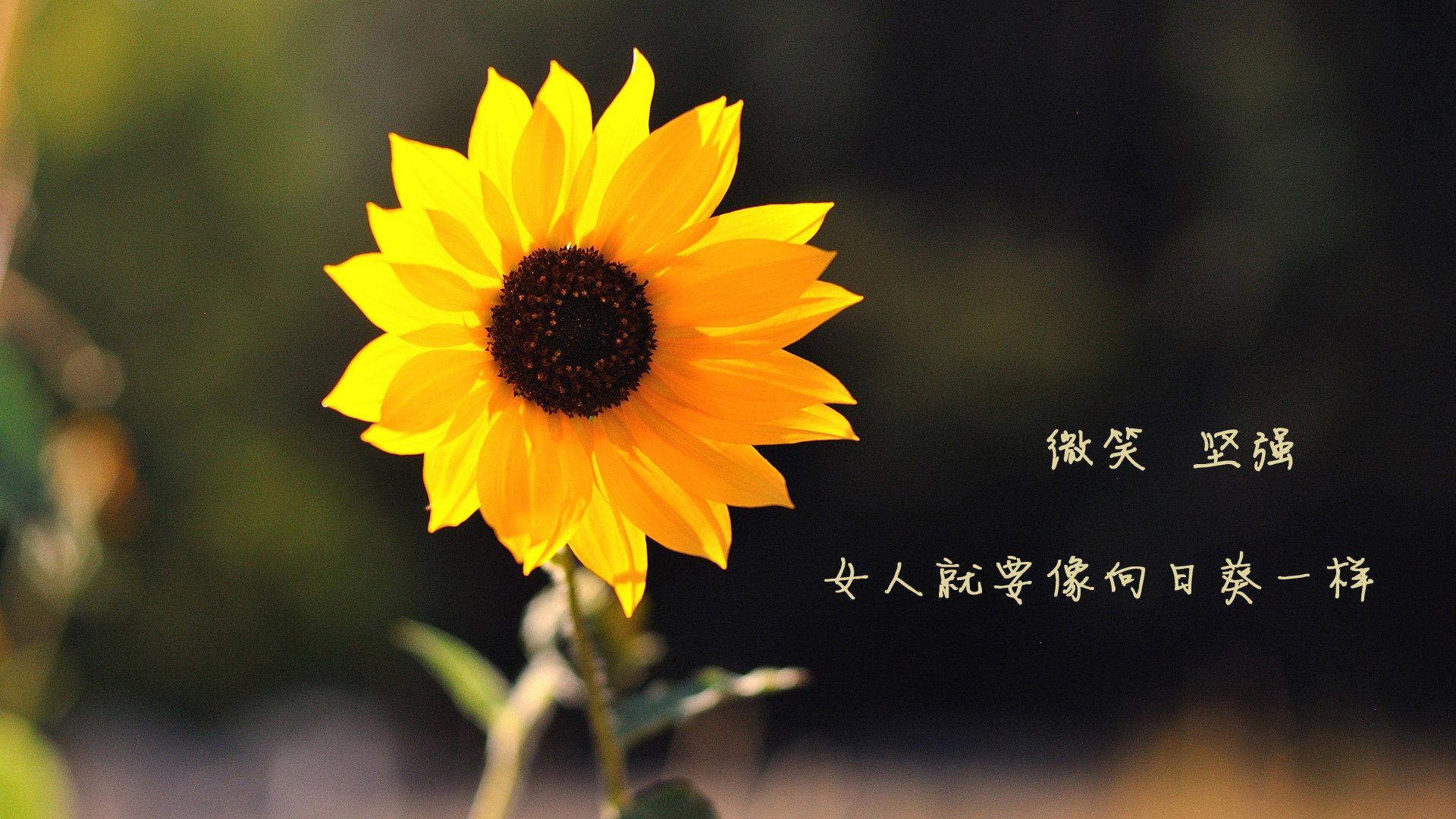 焚风过境，当拉文的火种点燃北境冰原