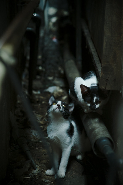 爱游戏体育-时空连通器，当韩国险胜荷兰的足球闯入东决关键战的篮筐